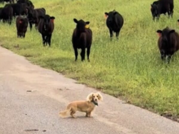牛の群れに出会ったダックスフント　次の瞬間？「かわいすぎる！」