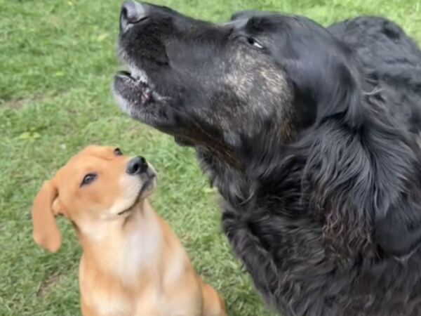 初めて『遠吠え』を聞いた子犬のリアクションに１１０万人がメロメロ！