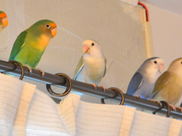 飼い主が目撃した、まさかの『行列』　その光景に「いい眺めだ」「私も並びたい」