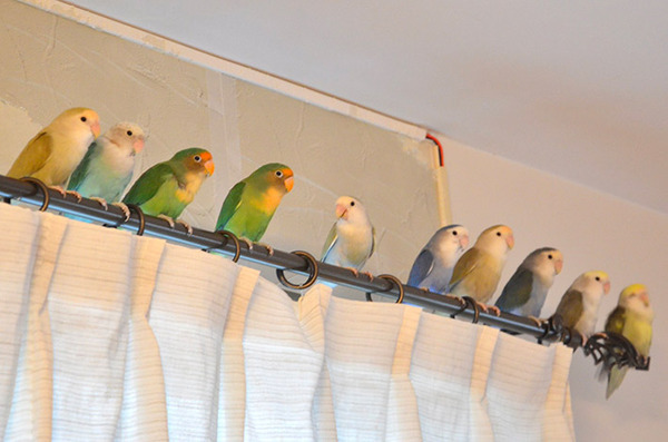 飼い主が目撃した、まさかの『行列』　その光景に「いい眺めだ」「私も並びたい」