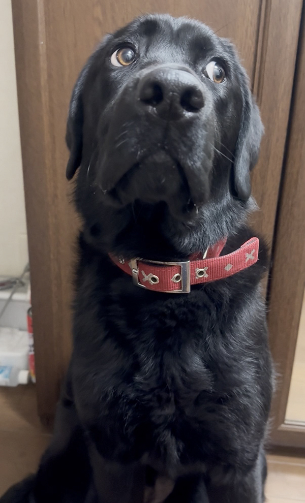 飼い主「絶対に何かしたな」　犬の目を見つめると？「顔に出すぎ」「コラーッ！」