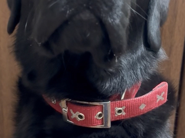 飼い主「絶対に何かしたな」　犬の目を見つめると？「顔に出すぎ」「コラーッ！」