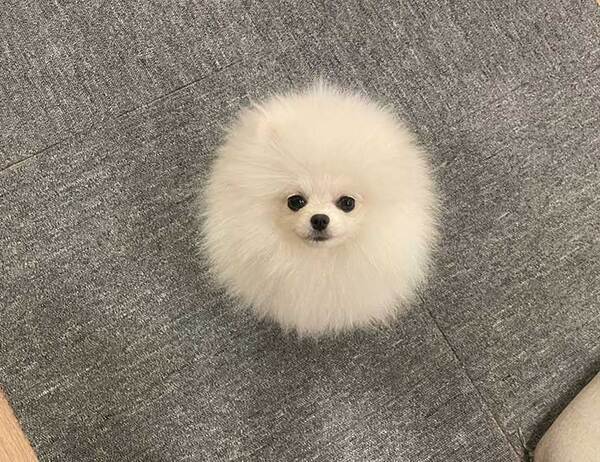 犬に見えないポメラニアン　その姿に「完璧だわ」「シマエナガに見える」