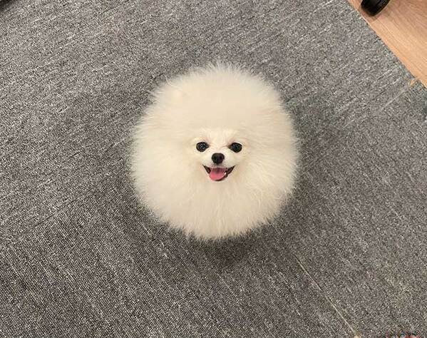 犬に見えないポメラニアン　その姿に「完璧だわ」「シマエナガに見える」