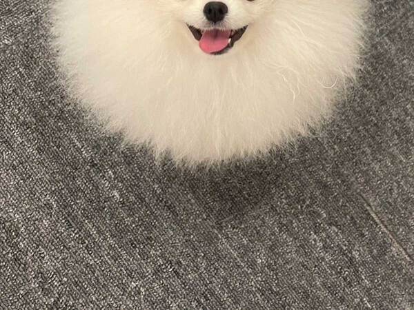 犬に見えないポメラニアン　その姿に「完璧だわ」「シマエナガに見える」