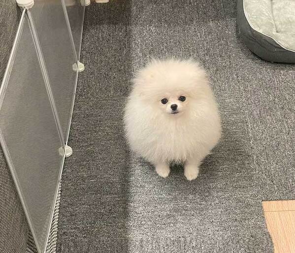 犬に見えないポメラニアン　その姿に「完璧だわ」「シマエナガに見える」