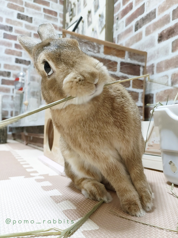 「今日イチ爆笑した」　ウサギの写真を撮った結果？「どういう感情！？」「思ってたんと違う」