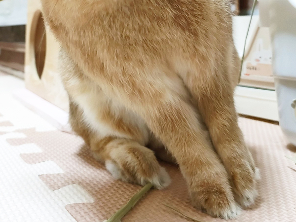 「今日イチ爆笑した」　ウサギの写真を撮った結果？「どういう感情！？」「思ってたんと違う」