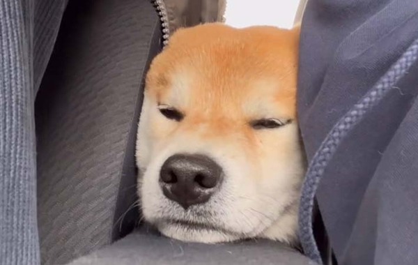 運転席と助手席に挟まれる柴犬　そのまま眠ってしまい…？