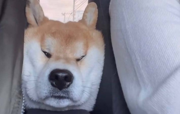 運転席と助手席に挟まれる柴犬　そのまま眠ってしまい…？