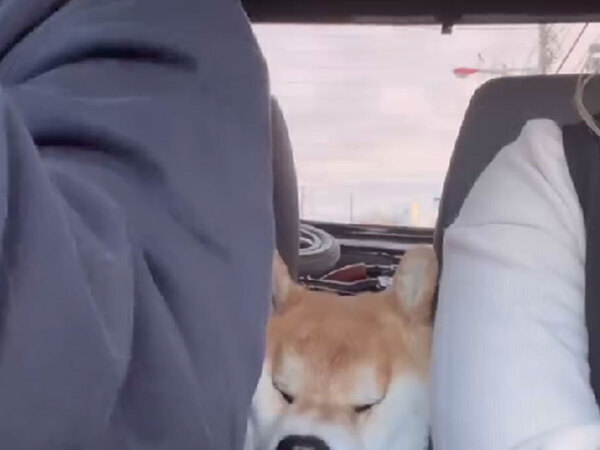 運転席と助手席に挟まれる柴犬　そのまま眠ってしまい…？