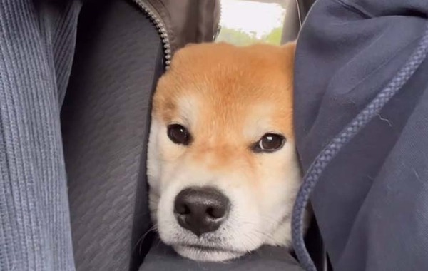 運転席と助手席に挟まれる柴犬　そのまま眠ってしまい…？