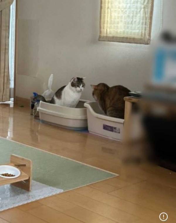 トイレをする猫、正面には…？　飼い主が撮影した１枚に「吹いた」「斬新すぎる」