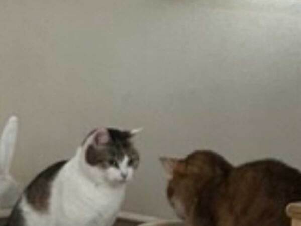 トイレをする猫、正面には…？　飼い主が撮影した１枚に「吹いた」「斬新すぎる」