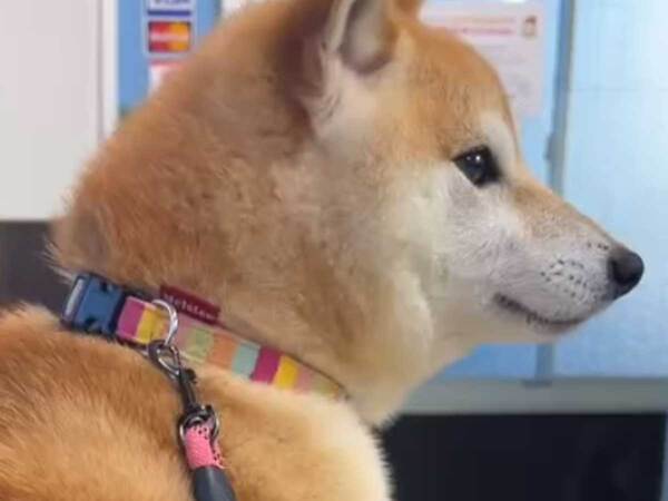 病院の待合室で待つ犬　しっぽを見ると…「かわいすぎて何回も見ちゃう」