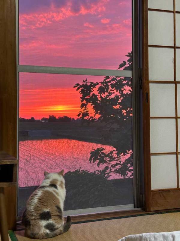 女性「移住をして３年が経ちました」　窓から見える『異世界のような景色』がこちら