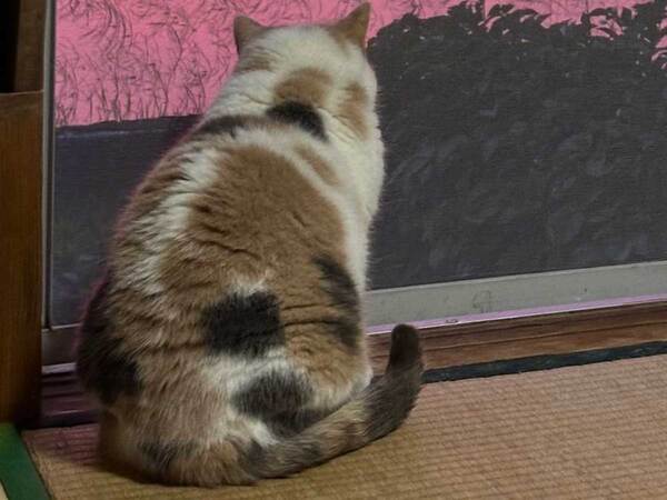 女性「移住をして３年が経ちました」　窓から見える『異世界のような景色』がこちら