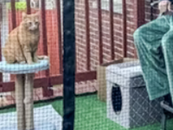 男性「キャティオを買いました」　写真にツッコミが続々「監獄を楽しんで！」