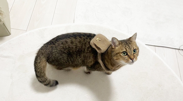 愛猫の抜けた毛を集めて？　とった行動に「この発想はなかった」「すごい！」