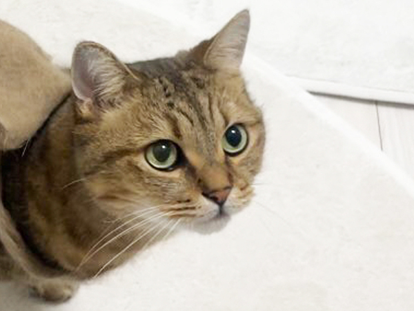 愛猫の抜けた毛を集めて？　とった行動に「この発想はなかった」「すごい！」