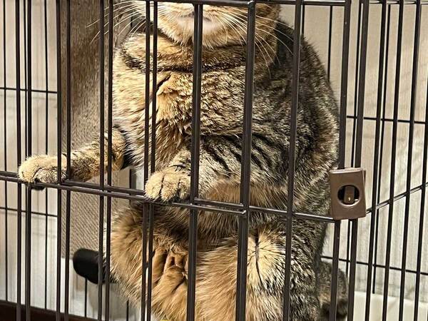 どうしてそうなった…！　個性的すぎる体勢の猫に「爆笑した」「優勝すぎる」