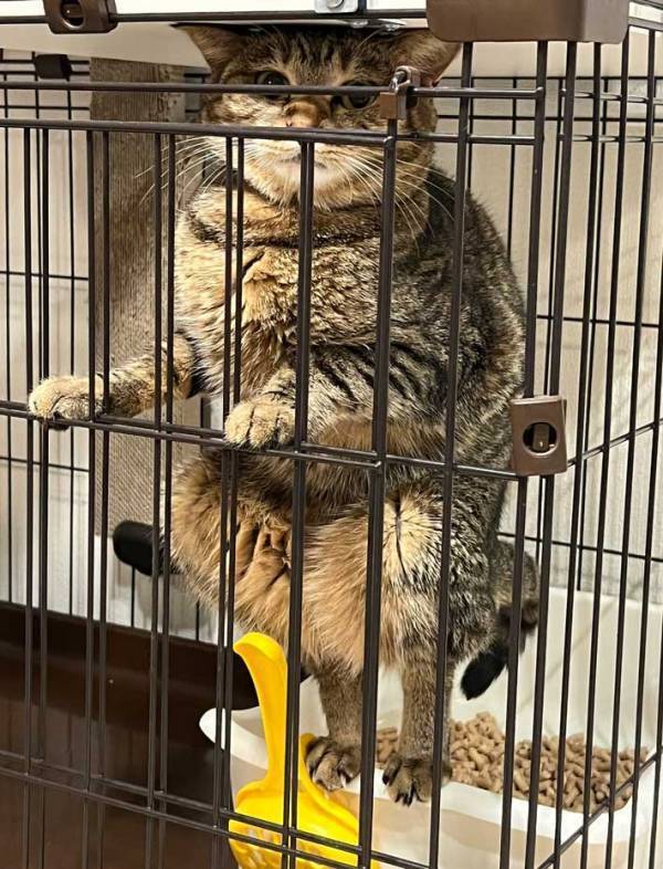 どうしてそうなった…！　個性的すぎる体勢の猫に「爆笑した」「優勝すぎる」