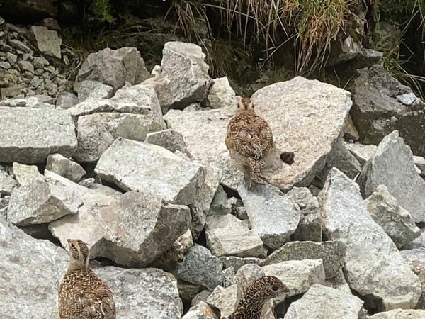 「徳は積んでいないですが…」　北アルプス最高峰で？「初めて見た」「まるで楽園」