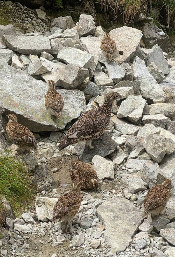 「徳は積んでいないですが…」　北アルプス最高峰で？「初めて見た」「まるで楽園」