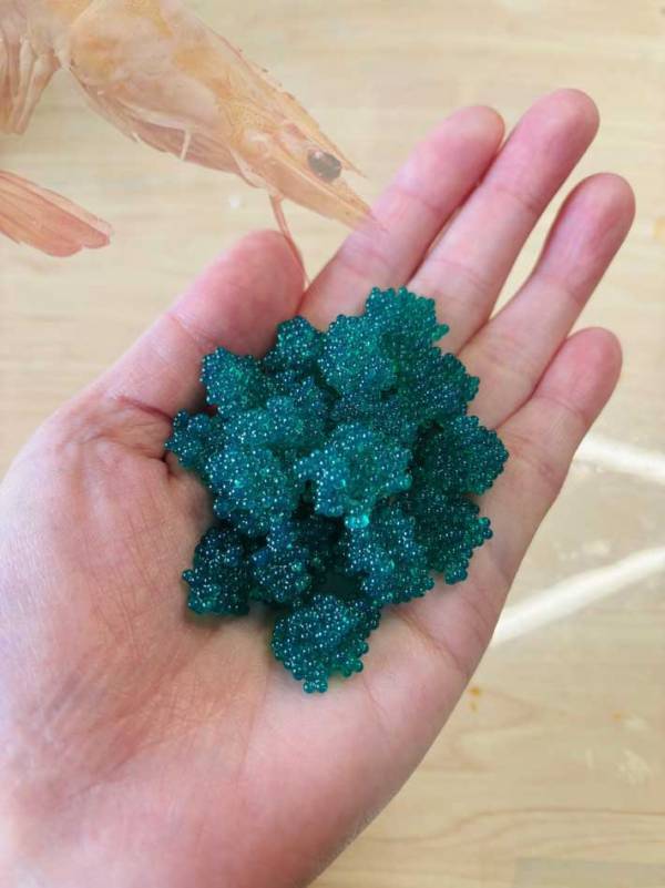 甘エビの卵、かと思ったら…？　「なんだこれ！」「着眼点がすごい」