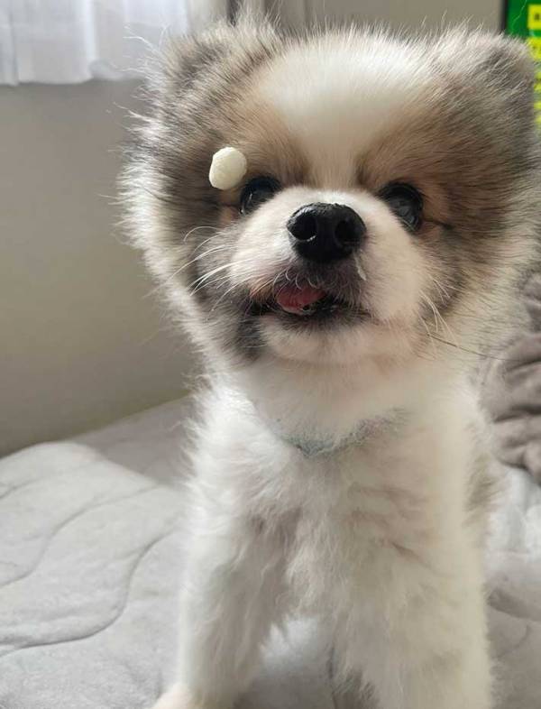 「おやつ、どこに行ったんだ」　見失ったおやつを探す犬に「吹いた」「道のりは長い」