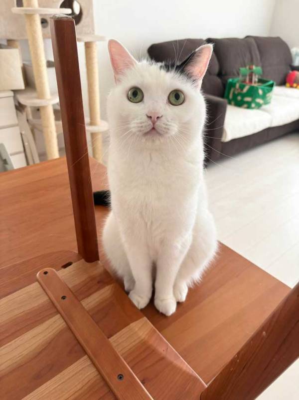 息子「どいて」　愛猫にいった理由が？「これは仕方ない」