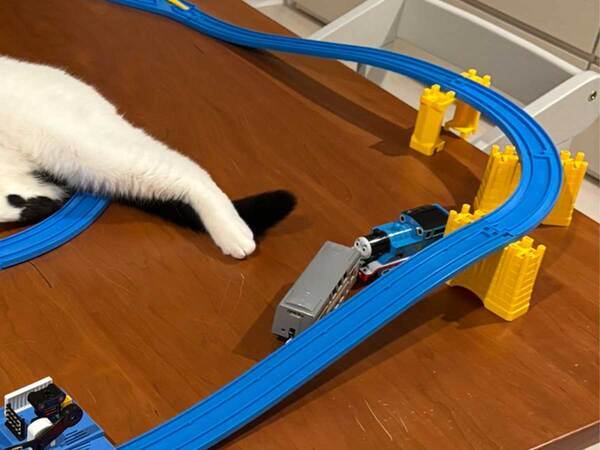 息子「どいて」　愛猫にいった理由が？「これは仕方ない」