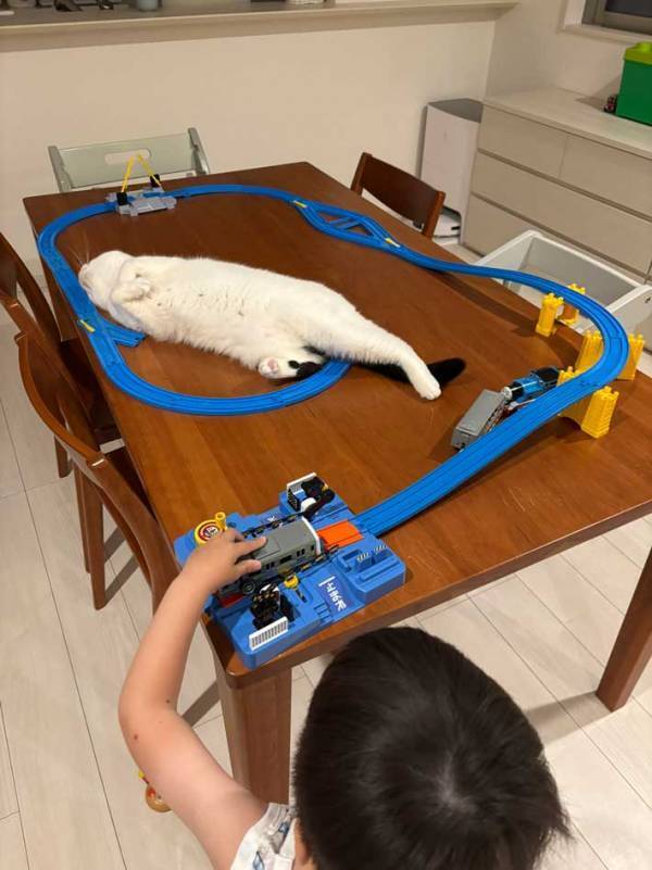 息子「どいて」　愛猫にいった理由が？「これは仕方ない」