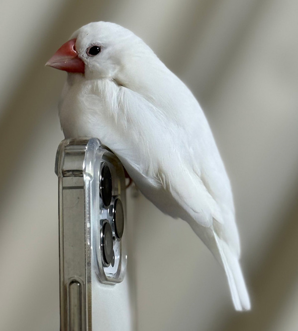 体重が約２５グラムの文鳥　飼い主がスマホを見ていると？「笑った」「修行かな」
