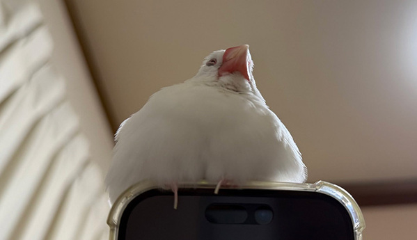 体重が約２５グラムの文鳥　飼い主がスマホを見ていると？「笑った」「修行かな」