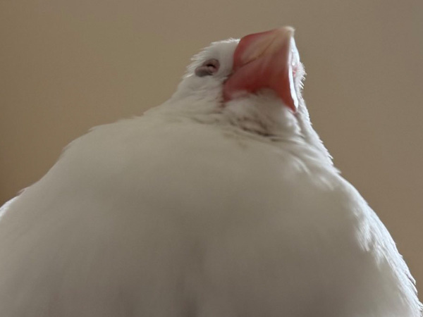 体重が約２５グラムの文鳥　飼い主がスマホを見ていると？「笑った」「修行かな」