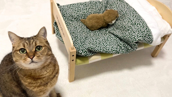 飼い主がぬいぐるみを置いたら？　よかれと思った行動で「ガチギレ寸前」「怖すぎる」