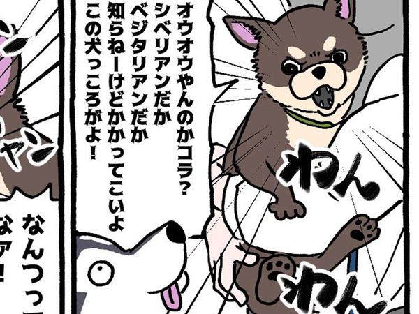 ハスキーに吠え続けるチワワ　人間から離れると？「マジでこれ」「再現度高すぎでしょ」