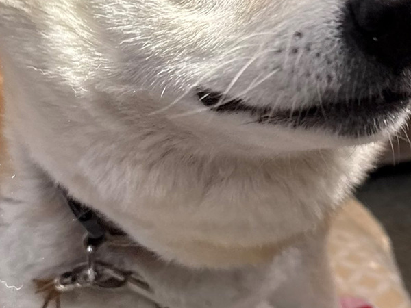 『柴ドリル』中の柴犬を撮影したら…　偶然の産物に「もうこれはキャラクター」「目がぁー！」