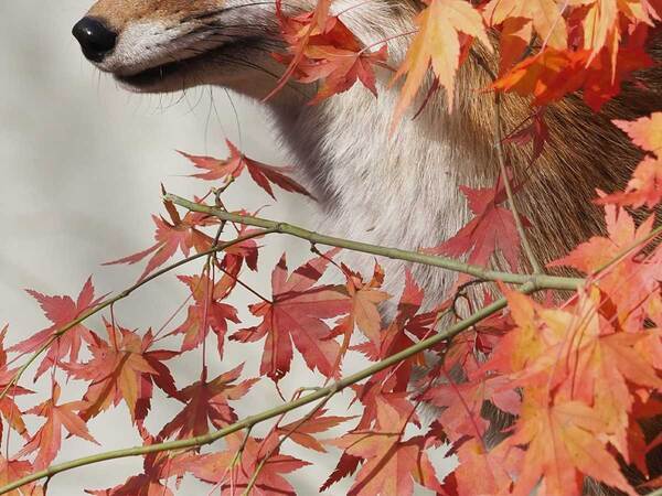 実写版『赤いきつね』と『緑のたぬき』？　２枚に「ナイスショット！」