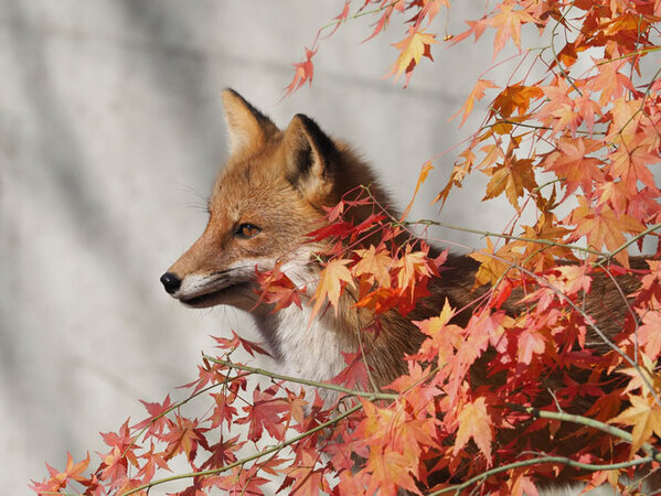 実写版『赤いきつね』と『緑のたぬき』？　２枚に「ナイスショット！」
