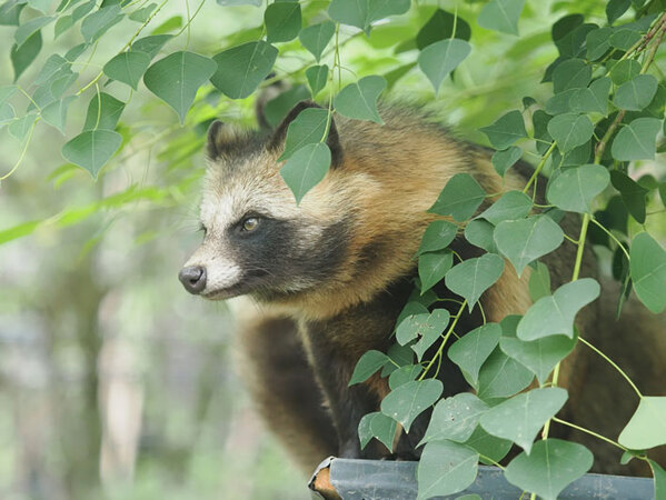 実写版『赤いきつね』と『緑のたぬき』？　２枚に「ナイスショット！」