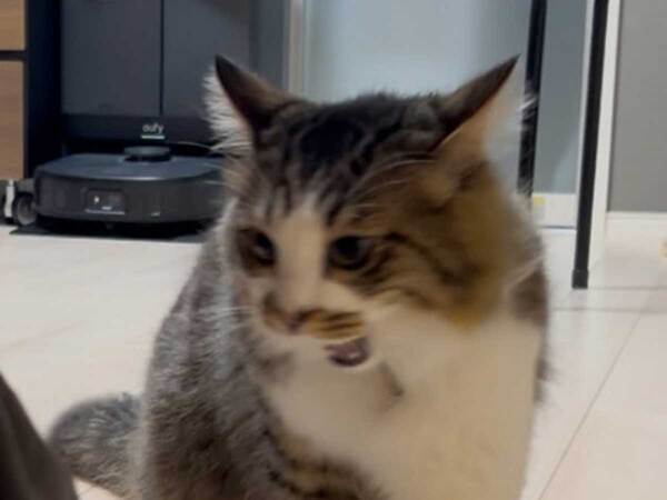 愛猫が『ブチ切れ』した意外すぎる理由に「爆笑」「理不尽すぎる…」