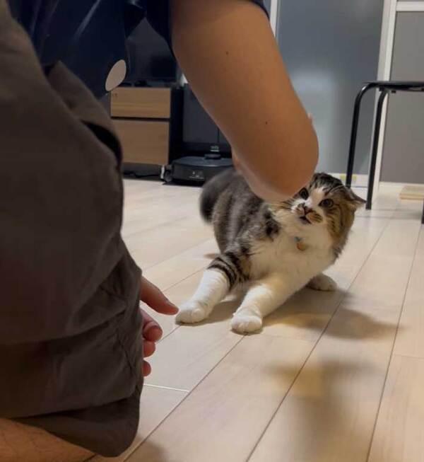 愛猫が『ブチ切れ』した意外すぎる理由に「爆笑」「理不尽すぎる…」