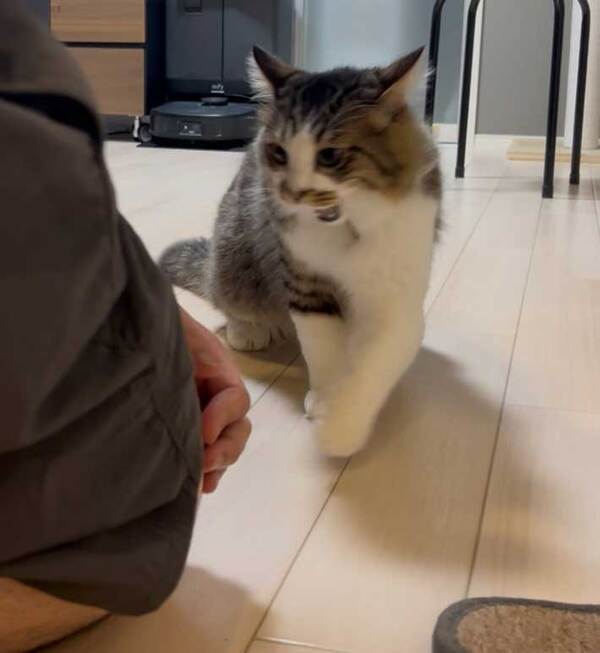 愛猫が『ブチ切れ』した意外すぎる理由に「爆笑」「理不尽すぎる…」