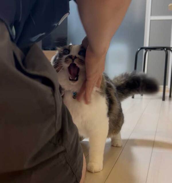 愛猫が『ブチ切れ』した意外すぎる理由に「爆笑」「理不尽すぎる…」