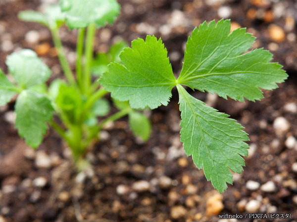 「ただの袋と思ったら大間違い！」　ダイソーが紹介した『袋型栽培セット』が…？