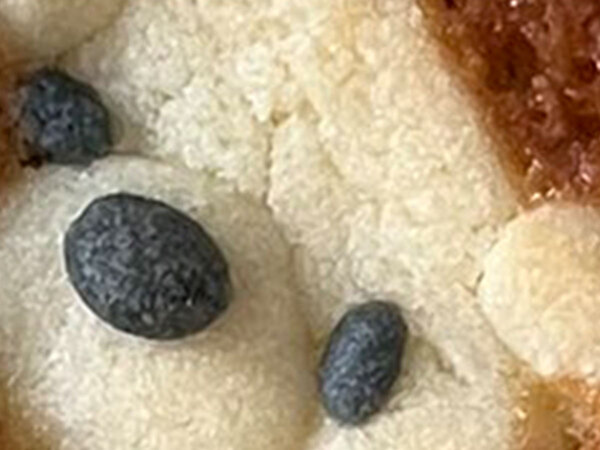 クマのお菓子なら絶対かわいい！なのになぜ…　「事件の香り」「絶妙なバランス」の声