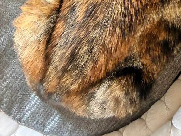 飼い主「ごめんよぉ！」　猫の爪を１本だけ切ったら？「笑った」「絶望感が半端ない」