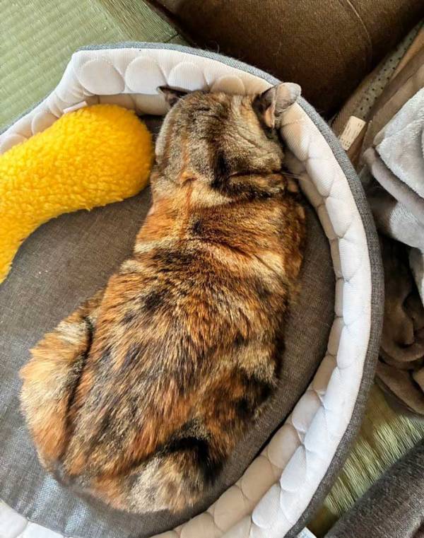 飼い主「ごめんよぉ！」　猫の爪を１本だけ切ったら？「笑った」「絶望感が半端ない」